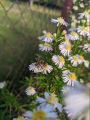 A bee sitting on a daisy