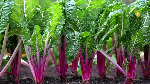 Peppermint swiss chard growing in a vegetable garden. Vivid purple stems and bright green leaves. Slow motion pan footage of vegetables growing outside in soil.