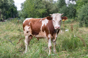 Fototapeta na wymiar brown and white calf