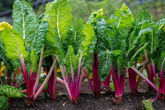 Close up of fresh swiss chard growing in the ground. Bright green leaves and purple stems. Organic vegetable garden.