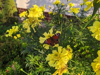 butterfly on yellow flower
