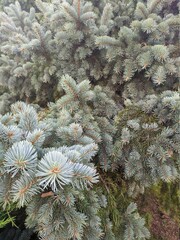 close up of pine needles