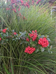 Bush of red berries in the garden
