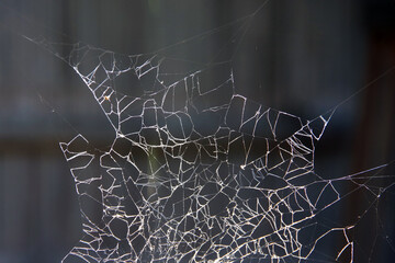 Full frame close-up view of a spider web in the sunlight against a dark background