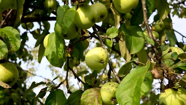 Branch with apples in the wind . Fruit hanging on a tree. Garden apples. Harvest . Prolific trees. Apple saved. The branch sways in the wind. High quality 4k footage