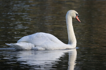 Mute swan father and juvenile on marsh in low light