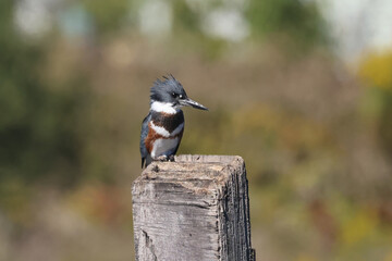 Belted Kingfisher on wooden box or flying off to catch a fish in last summer afternoon sun