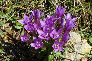 Deutscher Fransenenzian oder Kranzenzian (Gentianella germanica)