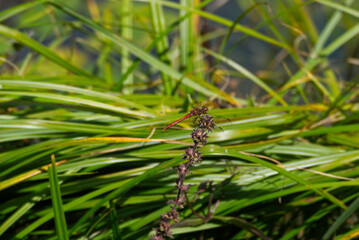 Male Spotted Darter (Sympetrum depressiusculum) dragonfly sitting on plant in Zurich, Switzerland