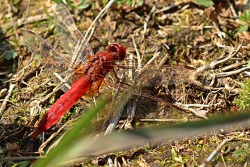 Männliche Feuerlibelle (Crocothemis erythraea) am Ewigen Meer