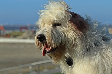 Goldendoodle an der Nordsee in Norddeich