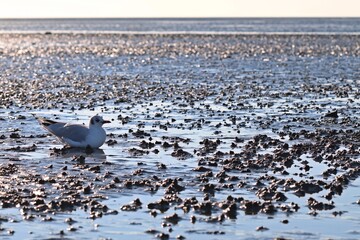 Ruhende Lachmöwe im Nordseewatt