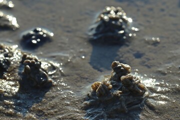 Wurmhaufen des Wattwurms (Arenicola marina) im ostfriesischen Watt