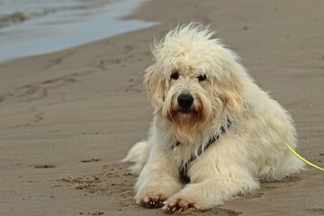 Goldendoodle am Nordseestrand