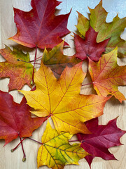 Autumn maple leaves.  Background from bright red and yellow maple leaves.  Autumn concept.  Thanksgiving Day.  Flat lay, top view, copy space.