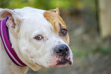  A bulldog with a purple collar is interrrupte while playing.