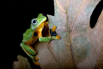 Tuinposter Black webbed tree frog among dry leaves © DS light photography