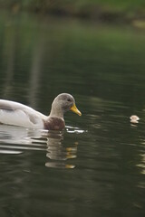 Ente mit Wassertropfen