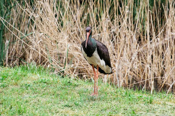 Black stork standing by the pond