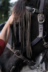 Leather fly browband with leather fringes on the head of a black Friesian horse, intended to scare away the flies. Focus on the fringes