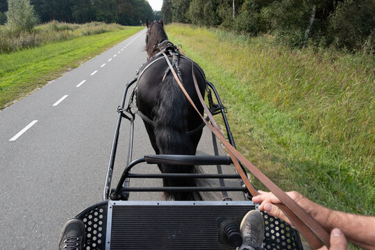 Harnessed black Friesian horse seen from behind while riding on the road. The coachman sits on the box of the metal coach with his hands on the reins and controls the animal