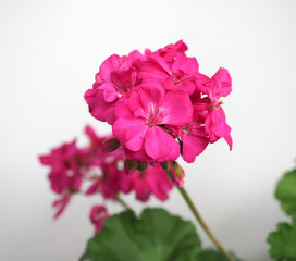 geranium (Geraniales) plant pink flower