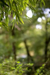 Bambou feuillage plante sauvage - forêt nature arrière-plan