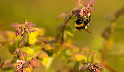 bee on a flower