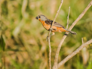 robin on the grass