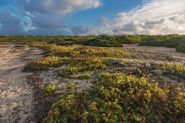 Seacoast near Can Picafort beach
