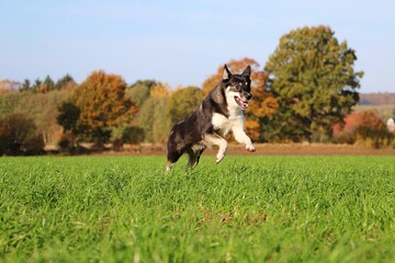 funny mixed husky dog is running on a field