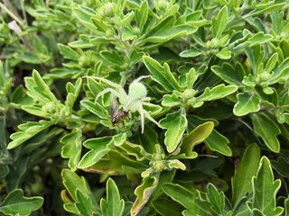 Araignée verte 