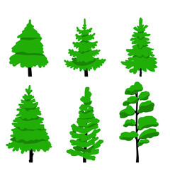 Fototapeta premium Vector illustration. Set of 6 conifers