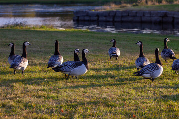 Nitelva, Lillestrøm, Norway