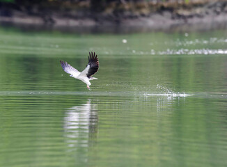 black headed gull