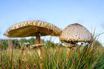 some mushrooms in the beach