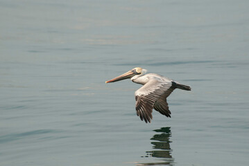 pelican in flight