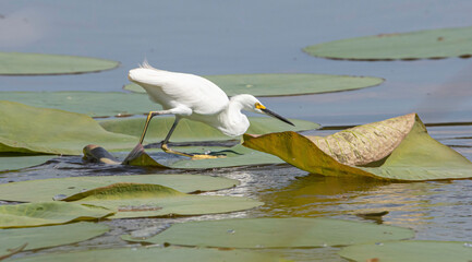 white water lily