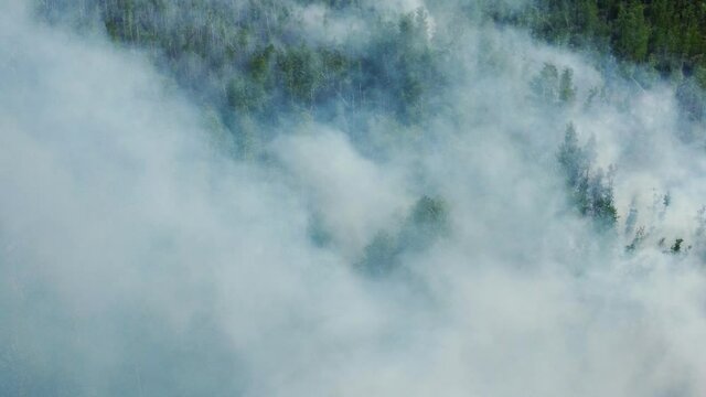 top view of a fire erupted in the forest. forest wid fire, aerial view. burning dry grass and trees. natural disaster in forest, in dry season