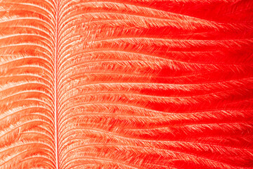 Red fire burning phoenix feather. Fiery shiny phoenix feather texture. Bright orange flame background