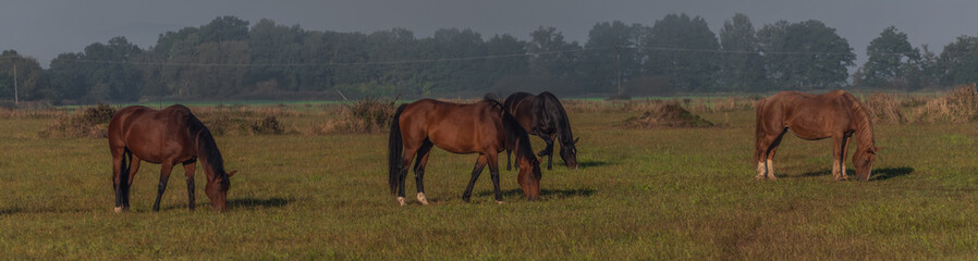 Horse on morning pasture land with nice fresh fog and nice light