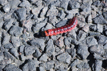 Unusual large red insect caterpillar on stones during the day. - Powered by Adobe