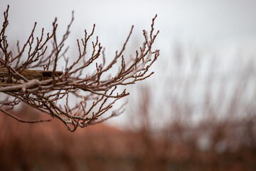 Winter tree