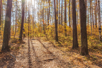 Forest path on a sunny autumn day.