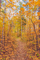 Forest path on a sunny autumn day.