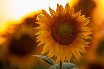 Obraz premium flower