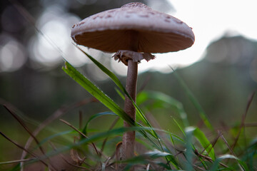 Mushroom in the forest
