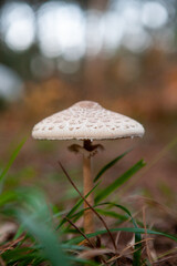Mushroom in the forest