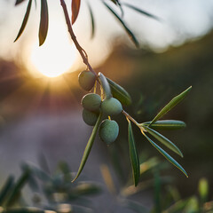 Olives on an olive tree brunch with the sunset in the background