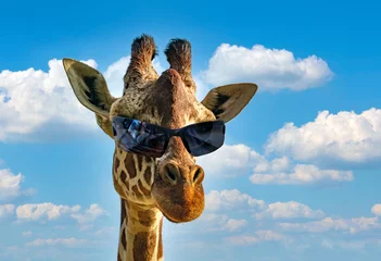 Poster Funny fashion portrait of a giraffe (giraffa camelopardalis) with hipster sunglasses over blue sky and clouds background. Ecotourism and african safari, animal concept. Macho with cool sunglasses © Sabrina Umansky